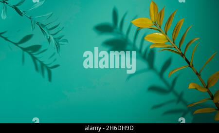 Natürlicher Hintergrund aus Zweigen. Grüne Pflanzen mit Schattenkopien. Frischer Hintergrund für Kosmetik und Schönheit. Verzweigung. Pastellton, weicher Fokus. Stockfoto