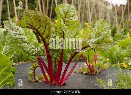 Regenbogen-Mangold (Beta vulgaris subsp. Cicla var. Flavescens) Stockfoto