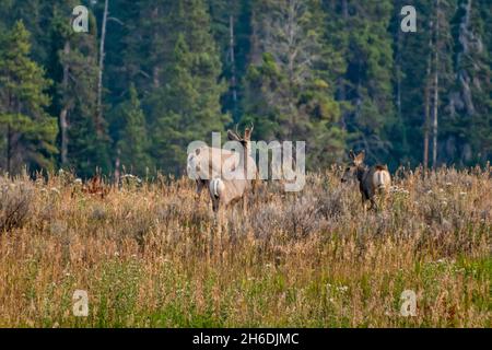 Auf einem Hügel mit Kiefern im Hintergrund grasen Maultierhirsche. Stockfoto