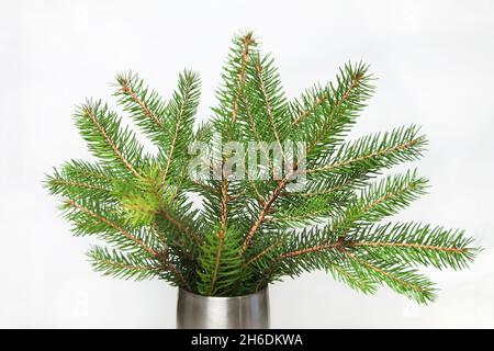 Bouquet von Tannenzweig oder Fichtenzweig mit Nadeln isoliert auf weißem Hintergrund in silberner Vase. Grüne natürliche Zweige. Rahmen und Rahmen. Speicherplatz kopieren. Stockfoto