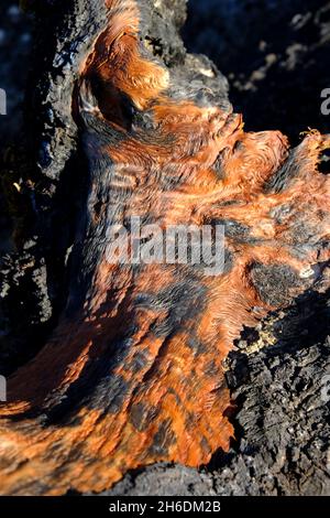 Verkohlte Überreste einer alten Holm-Eiche nach einem Sommerfeuer im Naturpark Sierras Subbeticas, Algar, Provinz Cordoba, Andalusien, Spanien Stockfoto