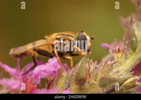 Detailreiche seitliche Nahaufnahme der großen Tigerschwebfliege, Helophilus trivittatus Stockfoto