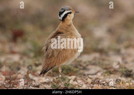 Adulter, cremefarbener Courser auf geeigneten Zucht-/Futterplätzen auf Lanzarote. Die paarigen Vögel werden einander angezeigt Stockfoto