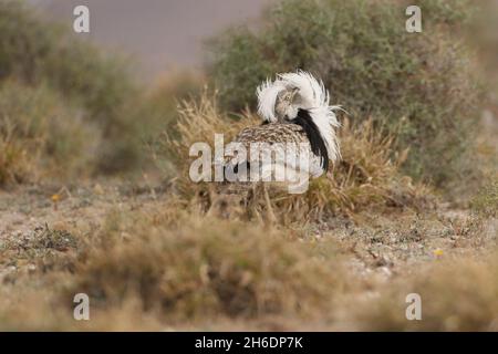 Männliche Houbara haben schwarze und weiße Nackenschnörkel, die sie aufziehen und um den Buschland laufen. Kilometerweit sichtbar Stockfoto