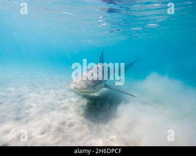 Dusky shark (Carcharhinus Obscurus) eine Art von Requiem Hai, in der Familie Carcharhinidae, die in tropischen- und warm-gemäßigten kontinentalen Meer Stockfoto