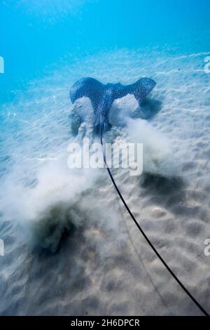 Honeycomb Stingray (Himantura uarnak) auf dem Meeresgrund. Im Mittelmeer, Hadera, Israel fotografiert. Stockfoto