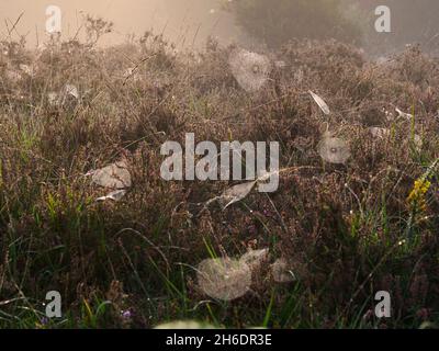 Spinnennetze an einem nebligen Morgen im New Forest, Hampshire, Großbritannien Stockfoto