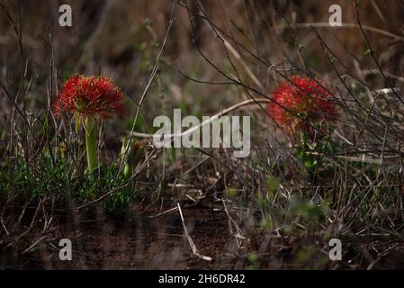 Feuerballlilien, die in freier Wildbahn im Krüger-Nationalpark wachsen Stockfoto