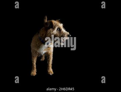 Jack Russell Cross Border Terrier mit Drahthaar auf schwarzem Hintergrund, Großbritannien Stockfoto