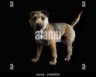 Jack Russell Cross Border Terrier mit Drahthaar auf schwarzem Hintergrund, Großbritannien Stockfoto