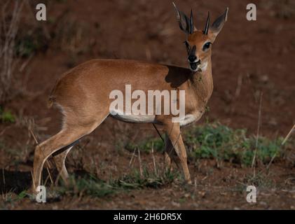 Ein Steenbok, der im Krüger National Park viel zu essen hat Stockfoto