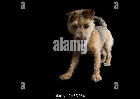 Jack Russell Cross Border Terrier mit Drahthaar auf schwarzem Hintergrund, Großbritannien Stockfoto