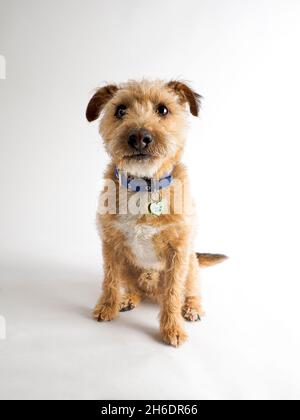 Jack Russell Cross Border Terrier mit Drahthaar auf weißem Hintergrund, Großbritannien Stockfoto