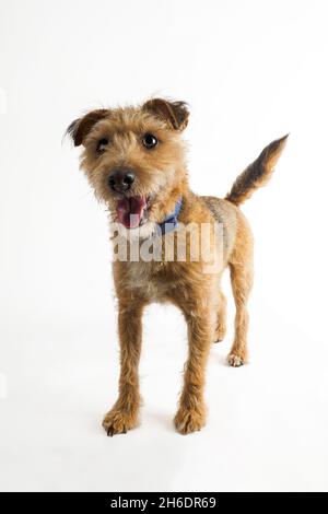 Jack Russell Cross Border Terrier mit Drahthaar auf weißem Hintergrund, Großbritannien Stockfoto