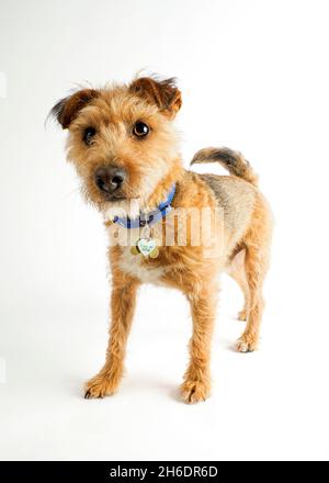 Jack Russell Cross Border Terrier mit Drahthaar auf weißem Hintergrund, Großbritannien Stockfoto