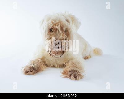 Scruffy blinder weißer Hund, Studio-Porträt auf weißem Hintergrund. Stockfoto