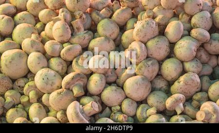 Nahaufnahme vieler Champignon-Pilze auf der Theke auf dem Markt Stockfoto