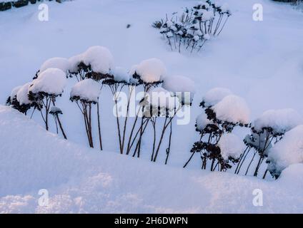 Gruppe von verwelkten Sedum-Stielen und Blütenköpfen, die in einem heimischen Garten mit tiefem Schnee bedeckt sind. Stockfoto