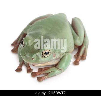 Der australische grüne Baumfrosch isoliert auf weißem Hintergrund mit Beschneidungspfad und voller Schärfentiefe Stockfoto