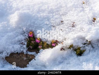 Heidekraut blüht durch schmelzenden Schnee in einem heimischen Garten. Stockfoto