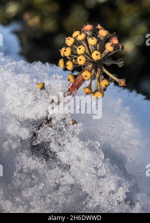 Nahaufnahme einer Efeu-Blume, die durch Schnee und Eis auf einer Gartenwand wächst, mit einem nicht fokussierenden grünen Stechpalme im Hintergrund. Stockfoto