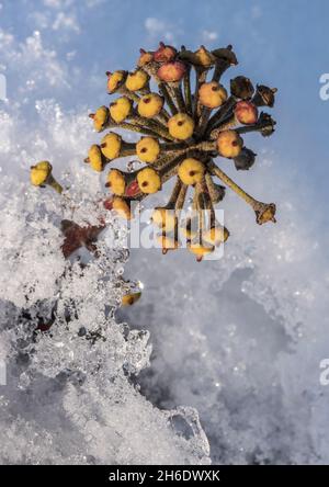 Nahaufnahme einer gemeinen Efeu-Blume, die durch Schnee und Eis auf einer Gartenwand mit einfachem Hintergrund wächst. Stockfoto