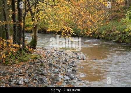 Herbstfarben am Fluss Aira Beck im Dockray Village im Lake District, Cumbria, England, Großbritannien Stockfoto