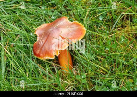 Nahaufnahme eines orange-roten Wachskappen-Pilzes, der im Herbst unter nassem Gras wächst, England, Vereinigtes Königreich (Hygrocybe sp.) Stockfoto