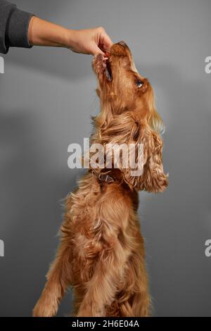 Cocker Spaniel Hund aus der Hand essen Stockfoto