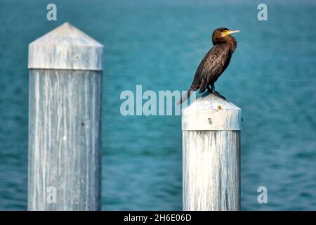 Großer Kormoran (Phalacrocorax carbo) im Hafen von Giulianova, Italien Stockfoto