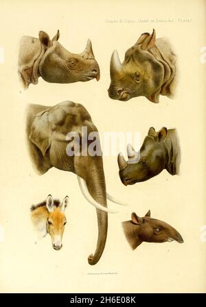 PLATTE I [1. Indischer Elefant. 2. Indische Nashorn. 3. Javanische Nashorn. 4. Sumatra-Nashorn. 5. Malaiischer Tapir. 6. Kiang] aus dem Buch "das große und kleine Spiel von Indien, Burma und Tibet" von Richard Lydekker, veröffentlicht in London von R. ward im Jahr 1900 Stockfoto