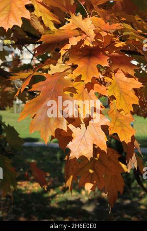 Ein Zweig aus bunten, lebendigen, goldenen Eichenblättern, die im Herbst im Hintergrund der Natur im Park in Kaunas, Litauen, hängen Stockfoto
