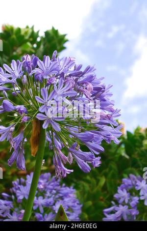 Nahaufnahme von Agapanthus africanus Stockfoto