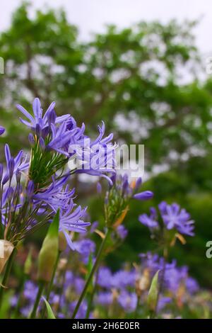 Agapanthus africanus in Südafrika. Stockfoto