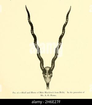 Schädel und Hörner von männlicher Schwarzbuk oder indischer Antilope (Antilope cervicapra), aus Delhi. Im Besitz von Herrn A. O. Hume. Aus dem Buch "The Great and small game of India, Burma, & Tibet" von Richard Lydekker, Veröffentlicht in London von R. ward im Jahr 1900 Stockfoto