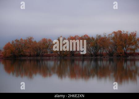 Trees Reflecting on Lake Stockfoto