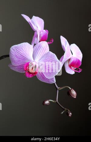 Phalaenopsis Orchidee (allgemein bekannt als Mottenorchidee) Ast Nahaufnahme auf dunklem Hintergrund Stockfoto