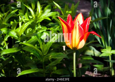 Schöne gelbe und rote Tulpe Nahaufnahme auf grünem Laub Hintergrund. Stockfoto