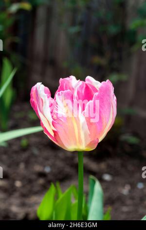 Rosafarbene Tulpe aus der Nähe im Frühlingsgarten Stockfoto