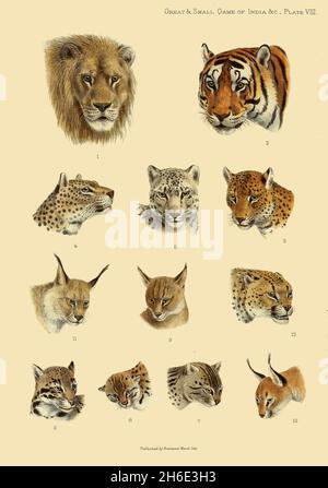 PLATTE 8 1. Indischer Löwe, 2. Bengaler Tiger, 3. Indischer Leopard, 4. Persischer Leopard, 5. Snow-Leopard, 6. Nebeleleopard, 7. Fishing-Cat, 8. Leopard-Katze, 9. Jungle-Cat, 10. Caracal, II. Tibetischer Luchs, 12. Hunting-Leopard, aus dem Buch "The Great and small game of India, Burma, & Tibet" von Richard Lydekker, Veröffentlicht in London von R. ward im Jahr 1900 Stockfoto