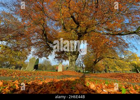 Leicester, Leicestershire, Großbritannien 15. November 2021. UK News. Ein herbstlicher Morgen auf dem Welford Road Cemetery in Leicester. Alex Hannam Stockfoto