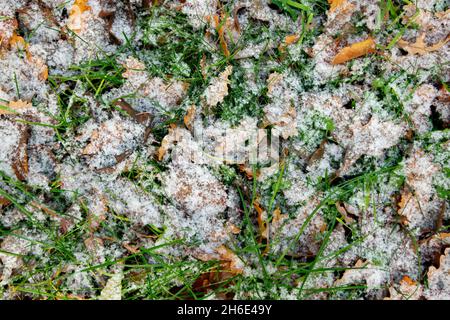 Gefallene gelbe Eichenblätter auf grünem Gras, bedeckt mit frischem Schnee Stockfoto