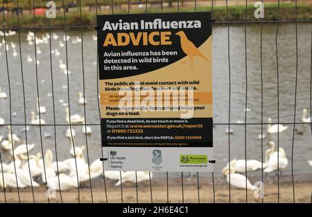 Warnschild Vogelgrippe auf dem Fluss Severn in Worcester, England, Großbritannien. Stockfoto