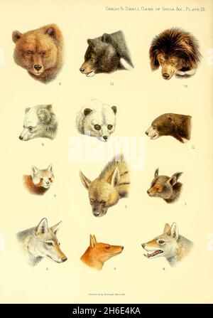 PLATTE 9 1. Binturong, 2. Gestreifte Hyena, 3. Tibetischer Wolf, 4. Indischer Wolf, 5. Wilder Hund, 6. Himalayan Panda, 7. Kurzschwanzpanda, 8.Himalayan Brown Bear, 9. Tibetanischer Blauer Bär, 10. Himalaya Black Bear, 11. Malaiischer Bär, 12. Faultier-Bär, aus dem Buch "das große und kleine Spiel von Indien, Burma und Tibet" von Richard Lydekker, veröffentlicht in London von R. ward im Jahr 1900 Stockfoto