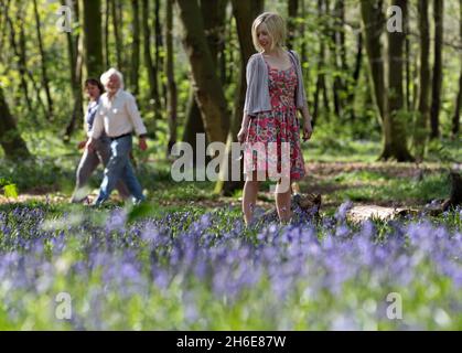Eine Frau genoss an diesem Wochenende die frühen Bluebells im Wanstead Park im Osten Londons. In der Regel im Park bis Ende April gesehen, haben diese Jahre Ernte früh aufgrund der warmen Zauber des Wetters blühte. Der National Trust prognostizierte letzte Woche, dass Bluebells in ganz Großbritannien nach dem milden und trockenen Start ins Jahr 2011 mehr als einen Monat früher als im letzten Jahr blühen würden. Stockfoto