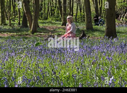 Eine Frau genoss an diesem Wochenende die frühen Bluebells im Wanstead Park im Osten Londons. In der Regel im Park bis Ende April gesehen, haben diese Jahre Ernte früh aufgrund der warmen Zauber des Wetters blühte. Der National Trust prognostizierte letzte Woche, dass Bluebells in ganz Großbritannien nach dem milden und trockenen Start ins Jahr 2011 mehr als einen Monat früher als im letzten Jahr blühen würden. Stockfoto