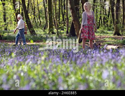 Eine Frau genoss an diesem Wochenende die frühen Bluebells im Wanstead Park im Osten Londons. In der Regel im Park bis Ende April gesehen, haben diese Jahre Ernte früh aufgrund der warmen Zauber des Wetters blühte. Der National Trust prognostizierte letzte Woche, dass Bluebells in ganz Großbritannien nach dem milden und trockenen Start ins Jahr 2011 mehr als einen Monat früher als im letzten Jahr blühen würden. Stockfoto