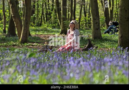 Eine Frau genoss an diesem Wochenende die frühen Bluebells im Wanstead Park im Osten Londons. In der Regel im Park bis Ende April gesehen, haben diese Jahre Ernte früh aufgrund der warmen Zauber des Wetters blühte. Der National Trust prognostizierte letzte Woche, dass Bluebells in ganz Großbritannien nach dem milden und trockenen Start ins Jahr 2011 mehr als einen Monat früher als im letzten Jahr blühen würden. Stockfoto