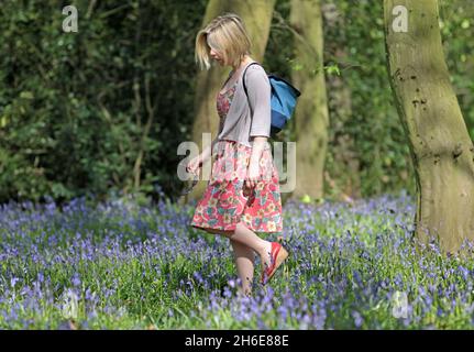 Eine Frau genoss an diesem Wochenende die frühen Bluebells im Wanstead Park im Osten Londons. In der Regel im Park bis Ende April gesehen, haben diese Jahre Ernte früh aufgrund der warmen Zauber des Wetters blühte. Der National Trust prognostizierte letzte Woche, dass Bluebells in ganz Großbritannien nach dem milden und trockenen Start ins Jahr 2011 mehr als einen Monat früher als im letzten Jahr blühen würden. Stockfoto