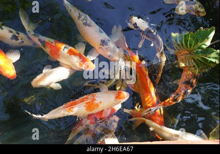 Gemischte Farben und Formen von Koi-Fischen auf der Oberfläche eines Teiches Stockfoto